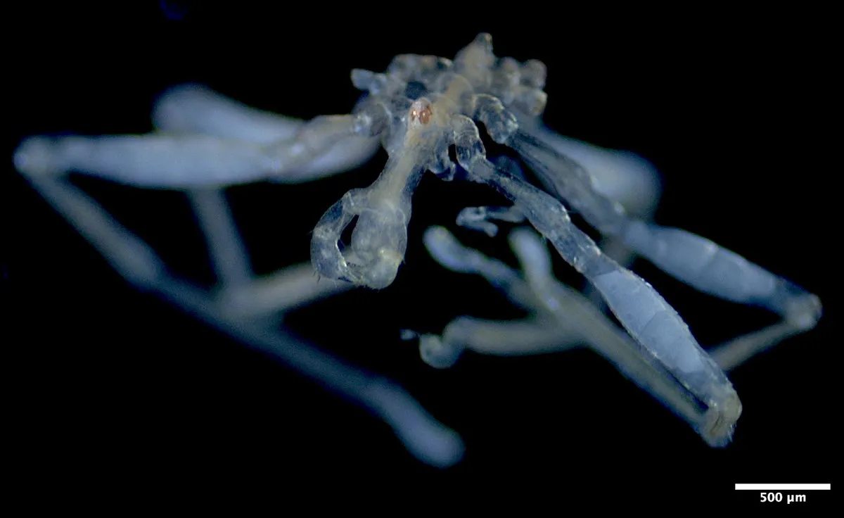 Aranha-do-mar Callipallene pilosuspedes vista de perto, com pernas longas cobertas por cerdas e pequenos olhos avermelhados.